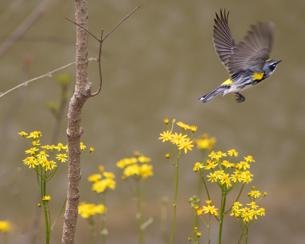 Yellow-rumped warbler in flight over yellow wildflowers